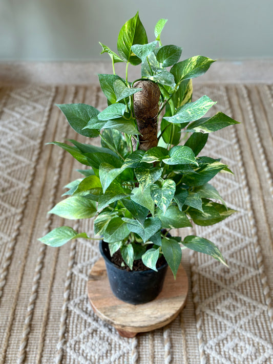 Golden Pothos on a stick in black plastic pot