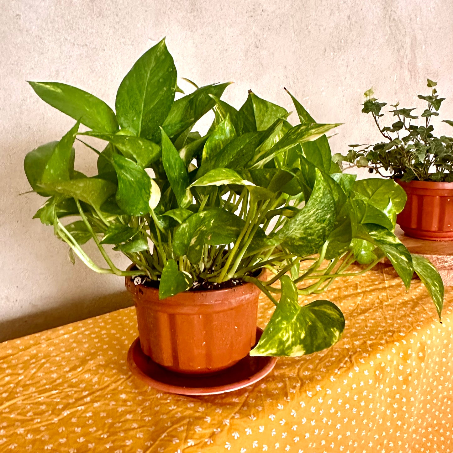 Indoor Golden Pothos Plant in brown plastic pot