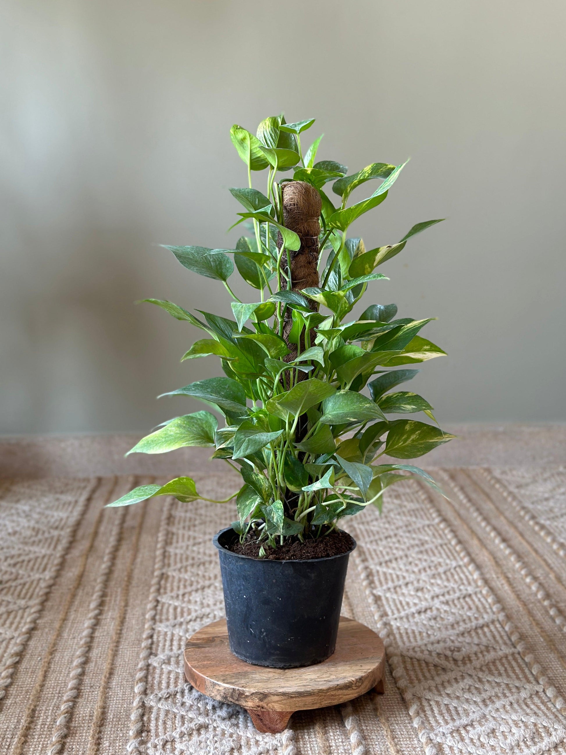 golden pothos in pot Buy Golden Pothos with Support Stick – Easy Indoor Plant