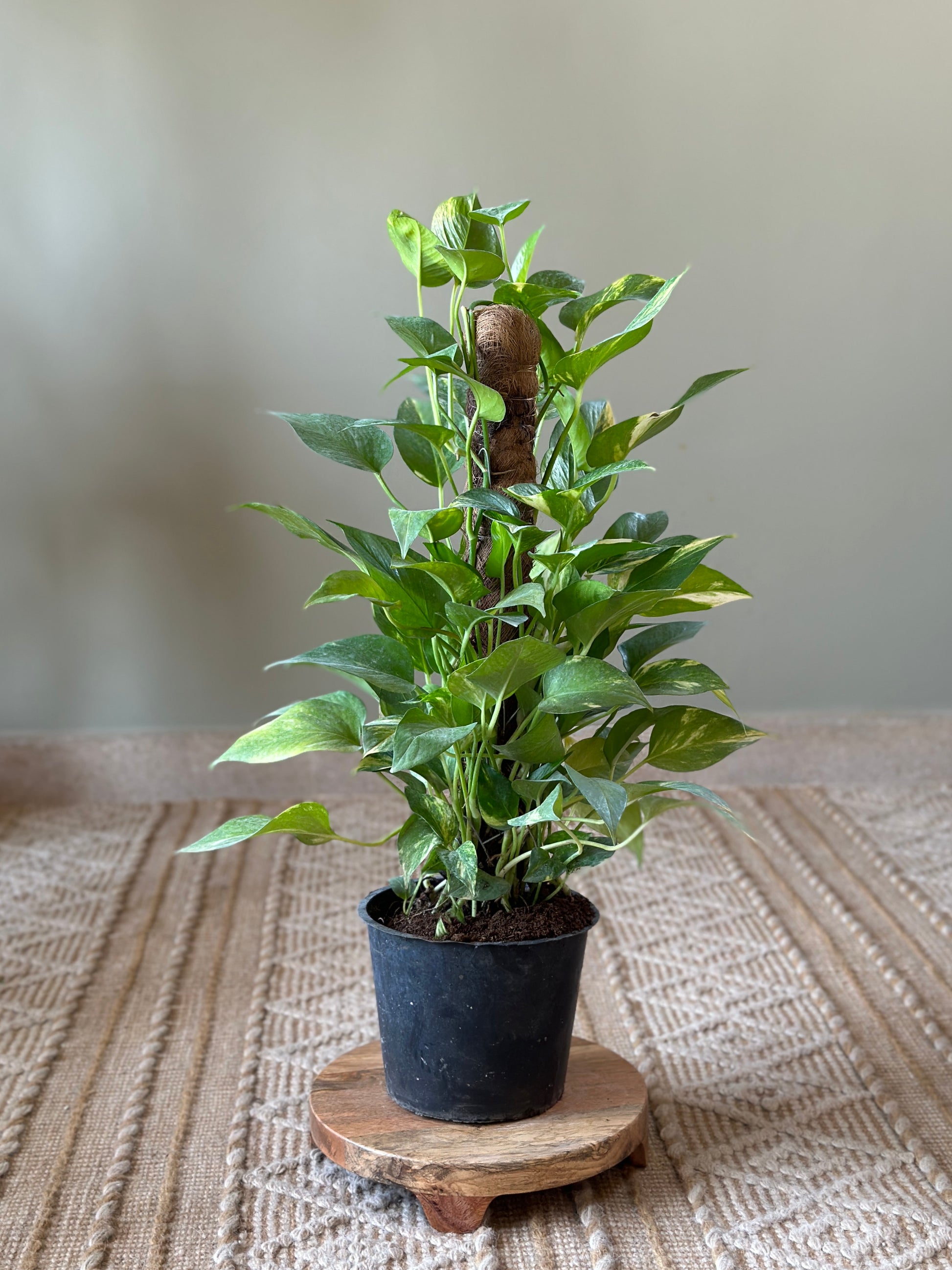 indoor Golden pothos plant  on pole in black plastic pot