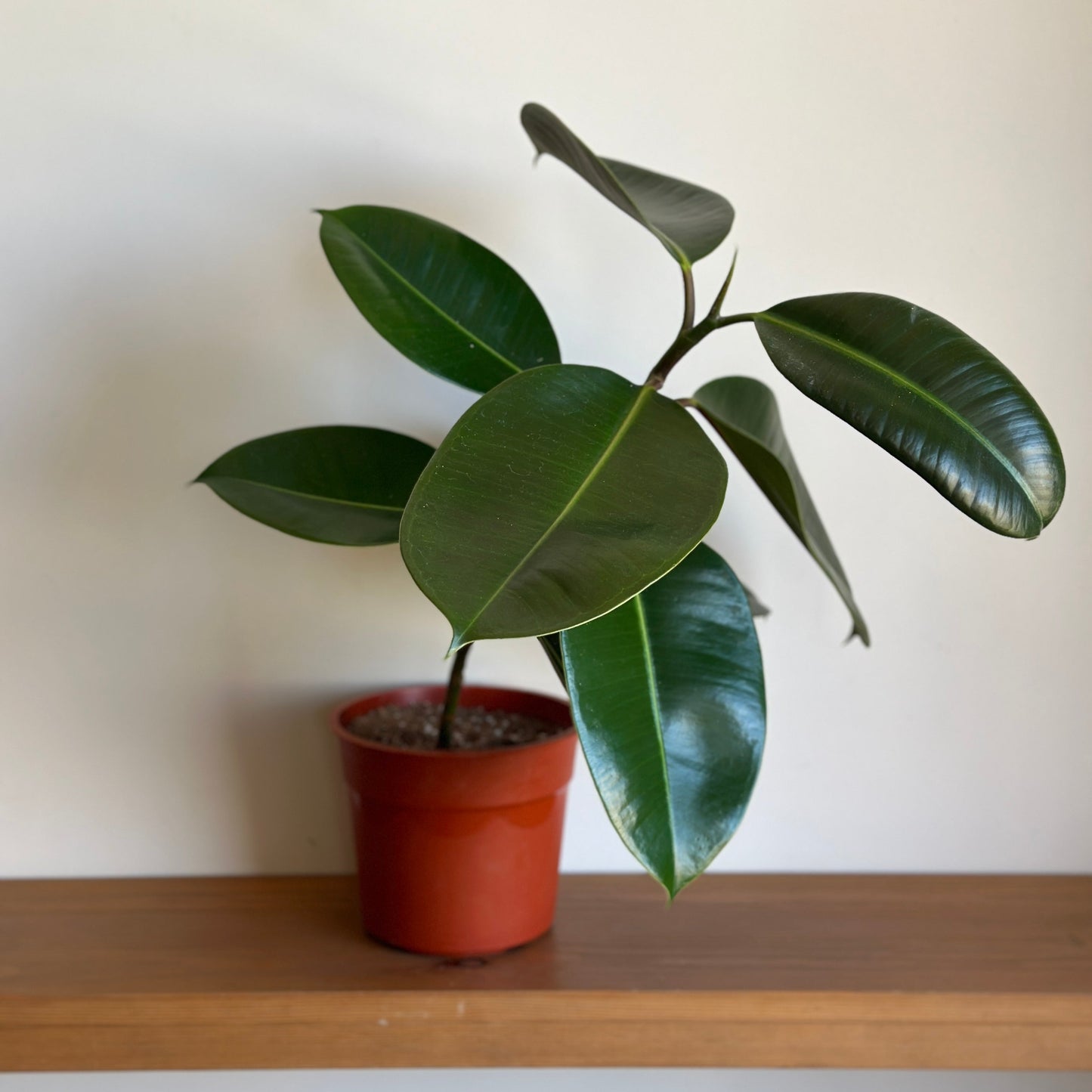 indoor potted green rubber tree plant in brown plastic pots on a wooden shelf with a plain background| kaynuna | Egypt. 