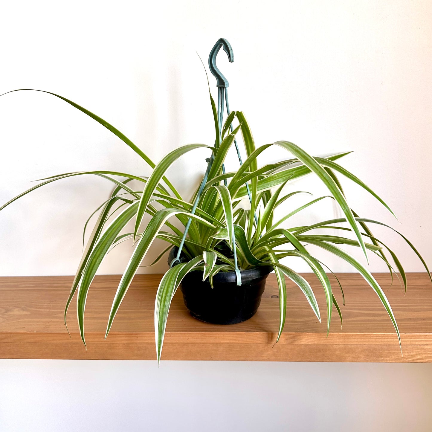 Spider Plant in black nursery pot