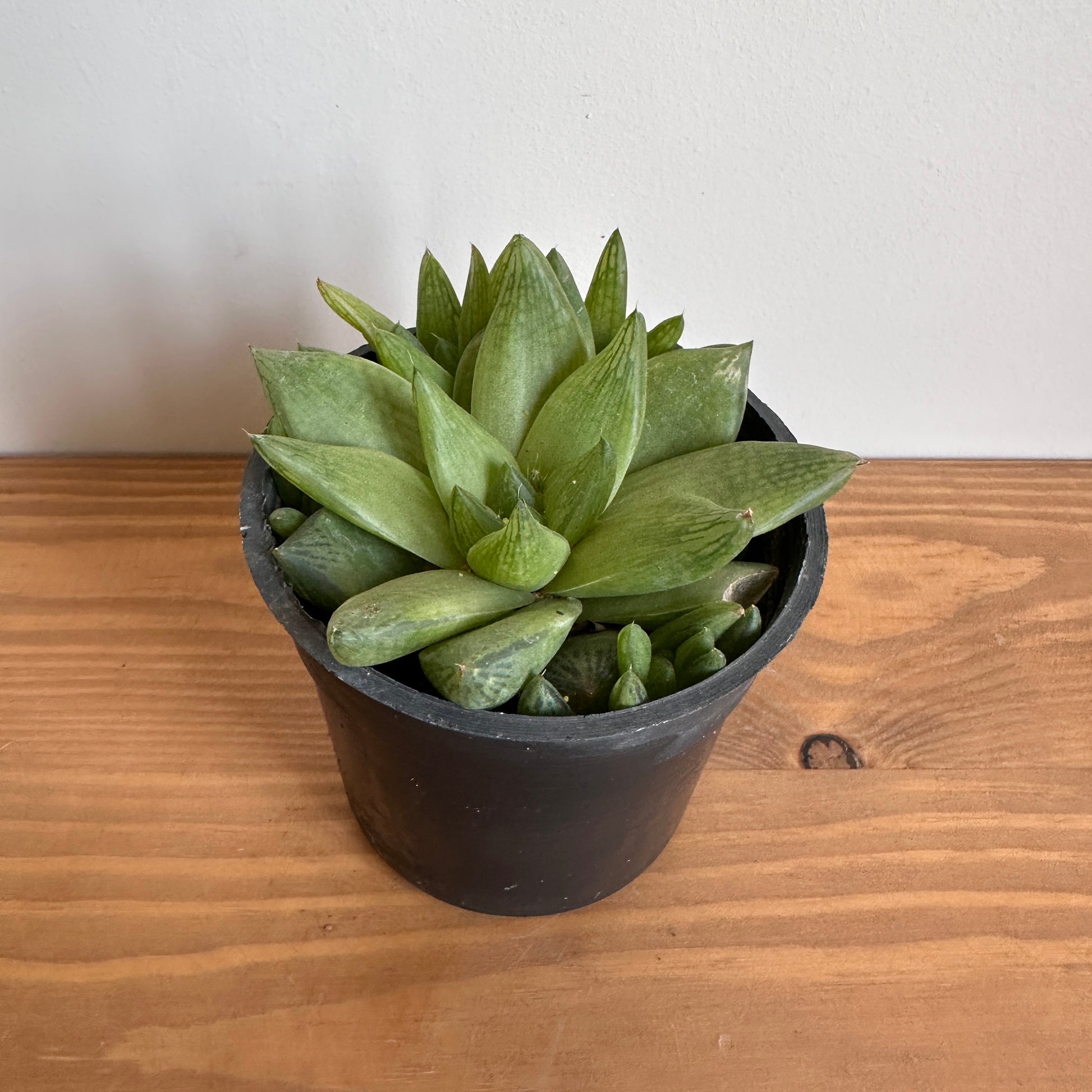 Cathedral Window Haworthia Succulent - Available on Kaynuna.co in Cairo, Egypt