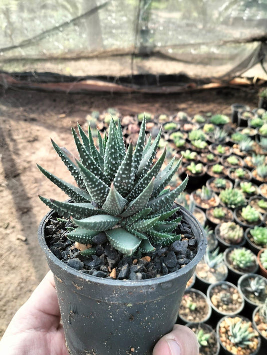 Royal Haworthia