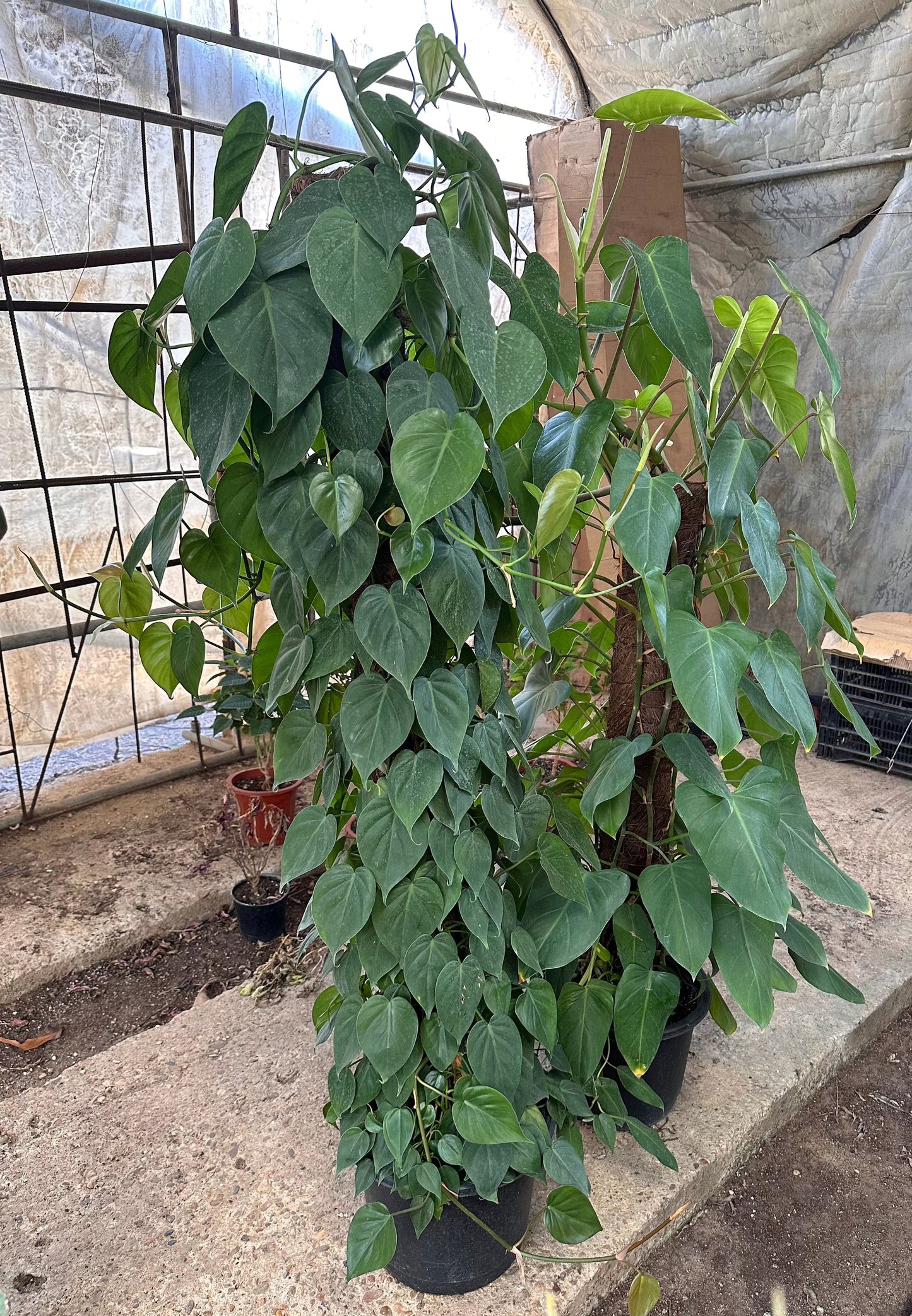 Heartleaf Pothos Plant (Epipremnum aureum) - Available on Kaynuna.co in Cairo, Egypt"