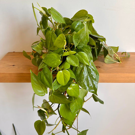 Heartleaf Pothos, a low light plant.