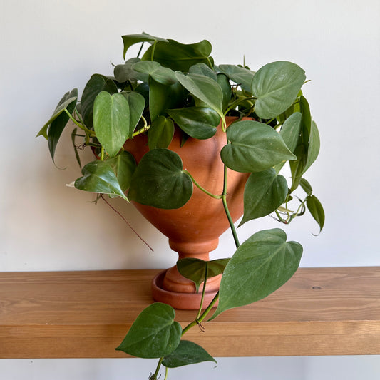 Heartleaf Pothos in terracotta clay pot