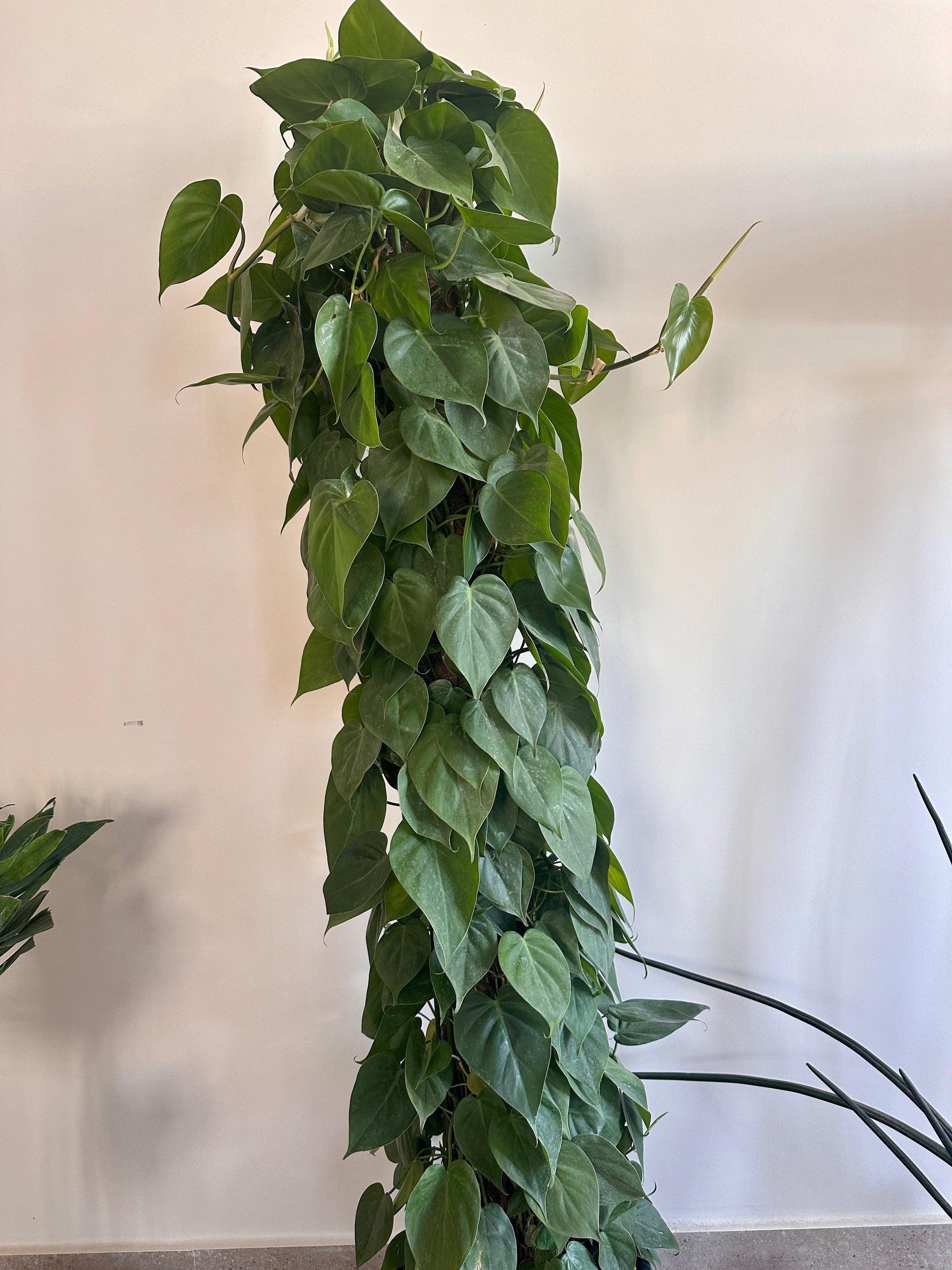 heartleaf philodendron height Heart Leaf Philodendron