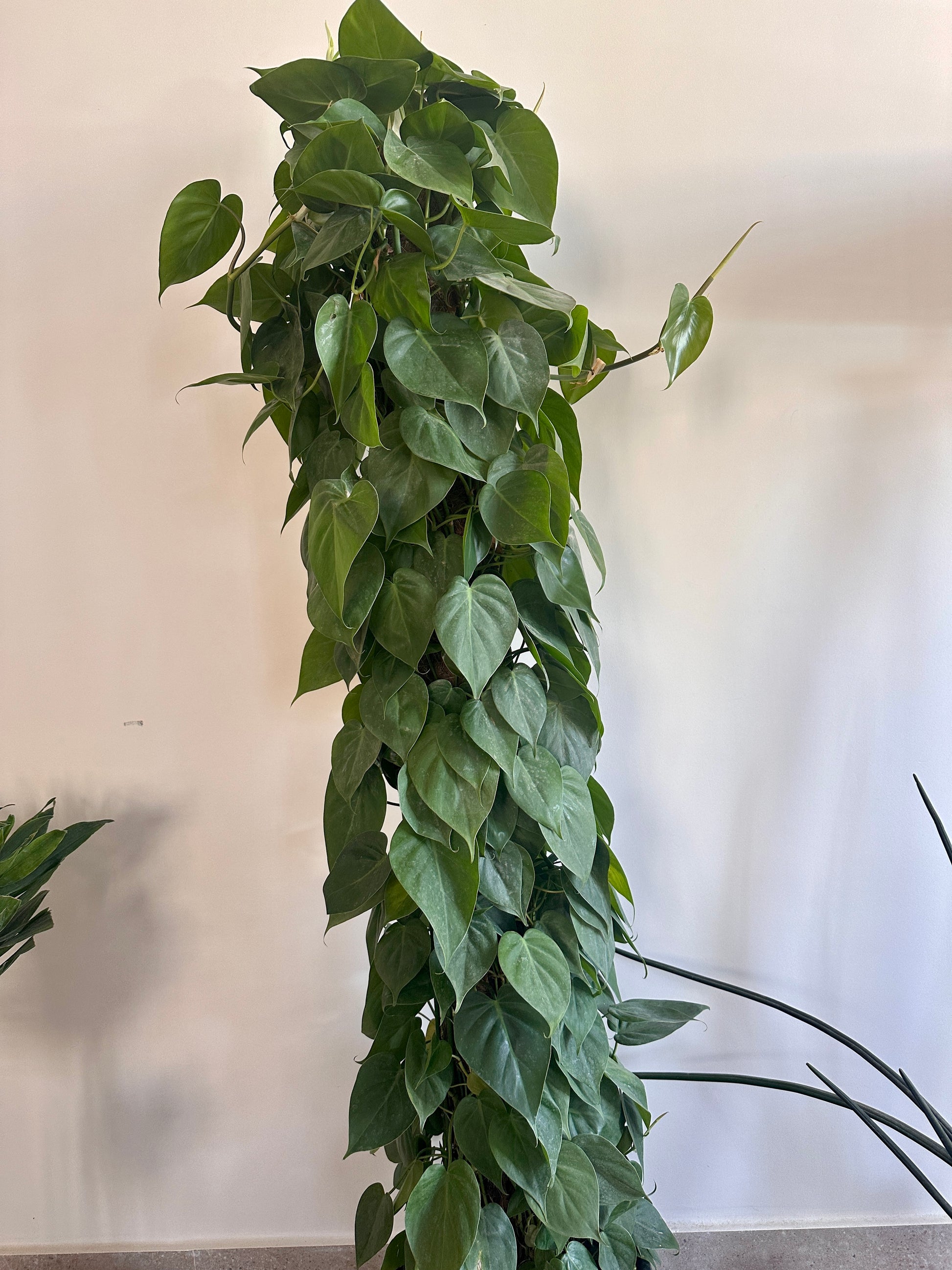 Heartleaf Pothos on a Stick- Height:1.8m