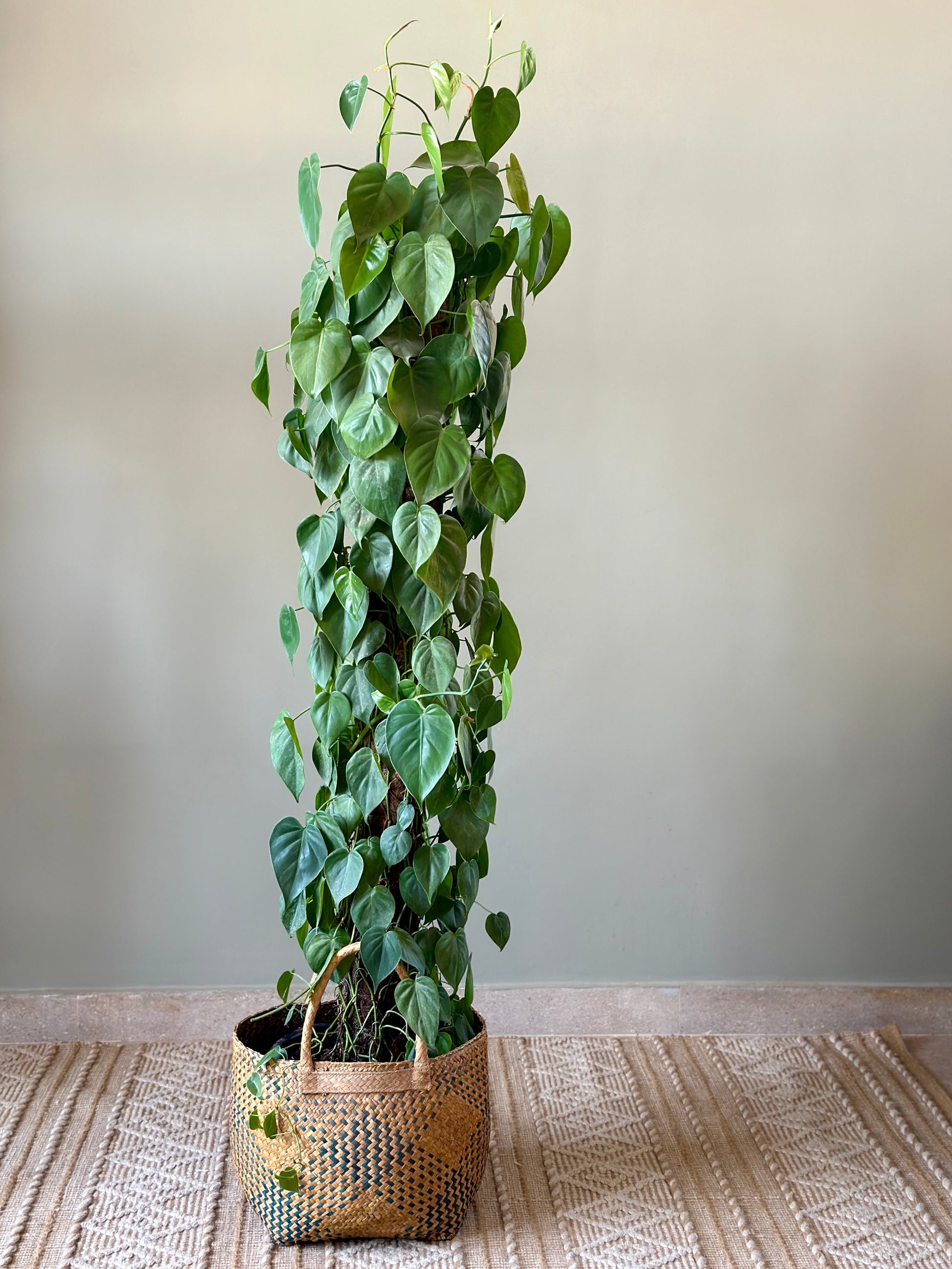 Heartleaf Pothos on a stick. Height: 180 cm