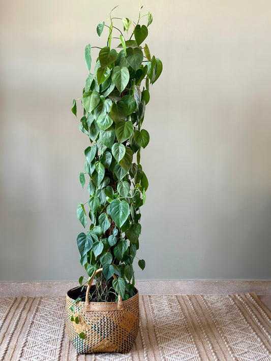 Heartleaf Pothos on a stick. Height: 180 cm