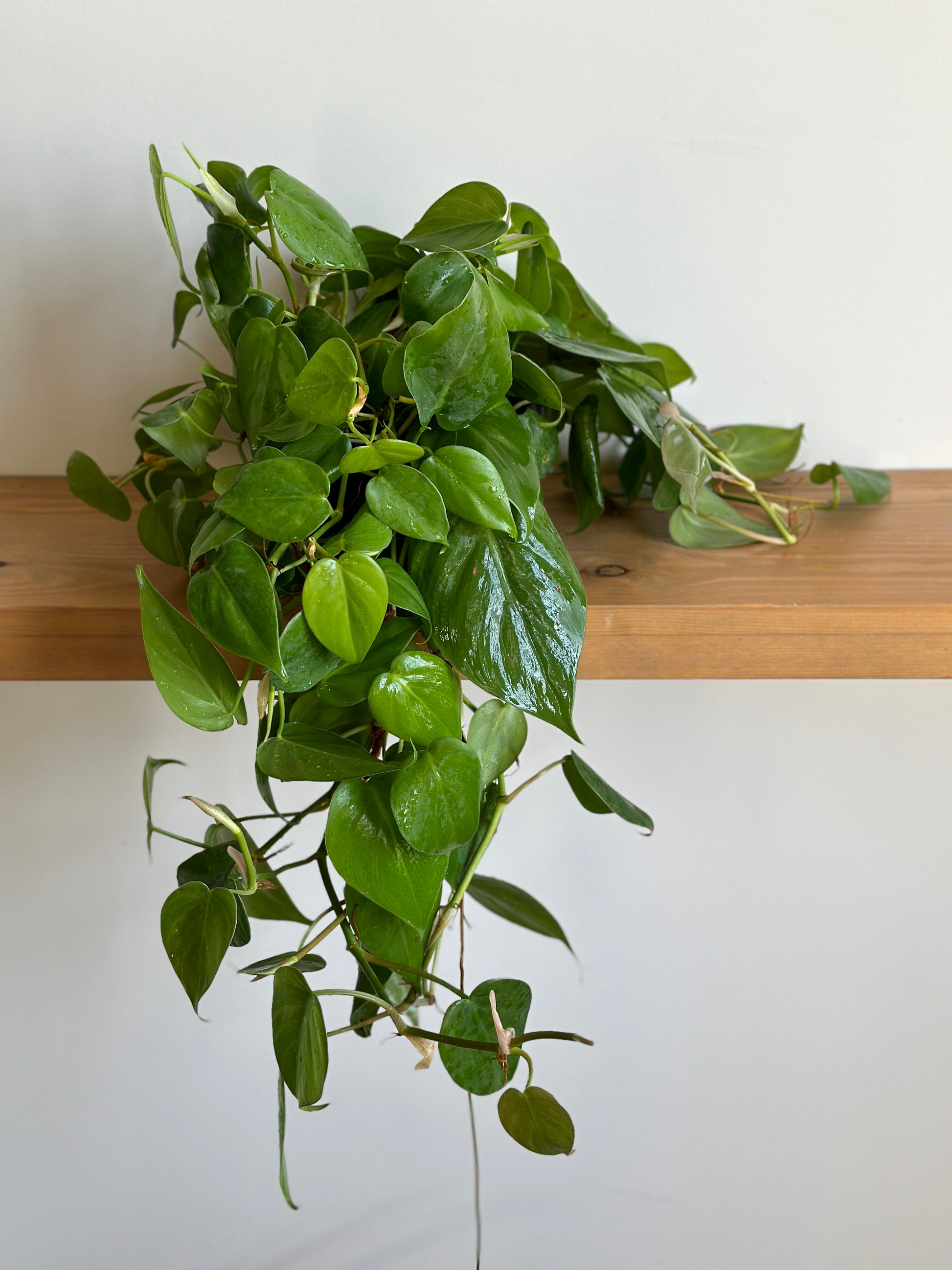 Dangling house plant placed on a shelf 