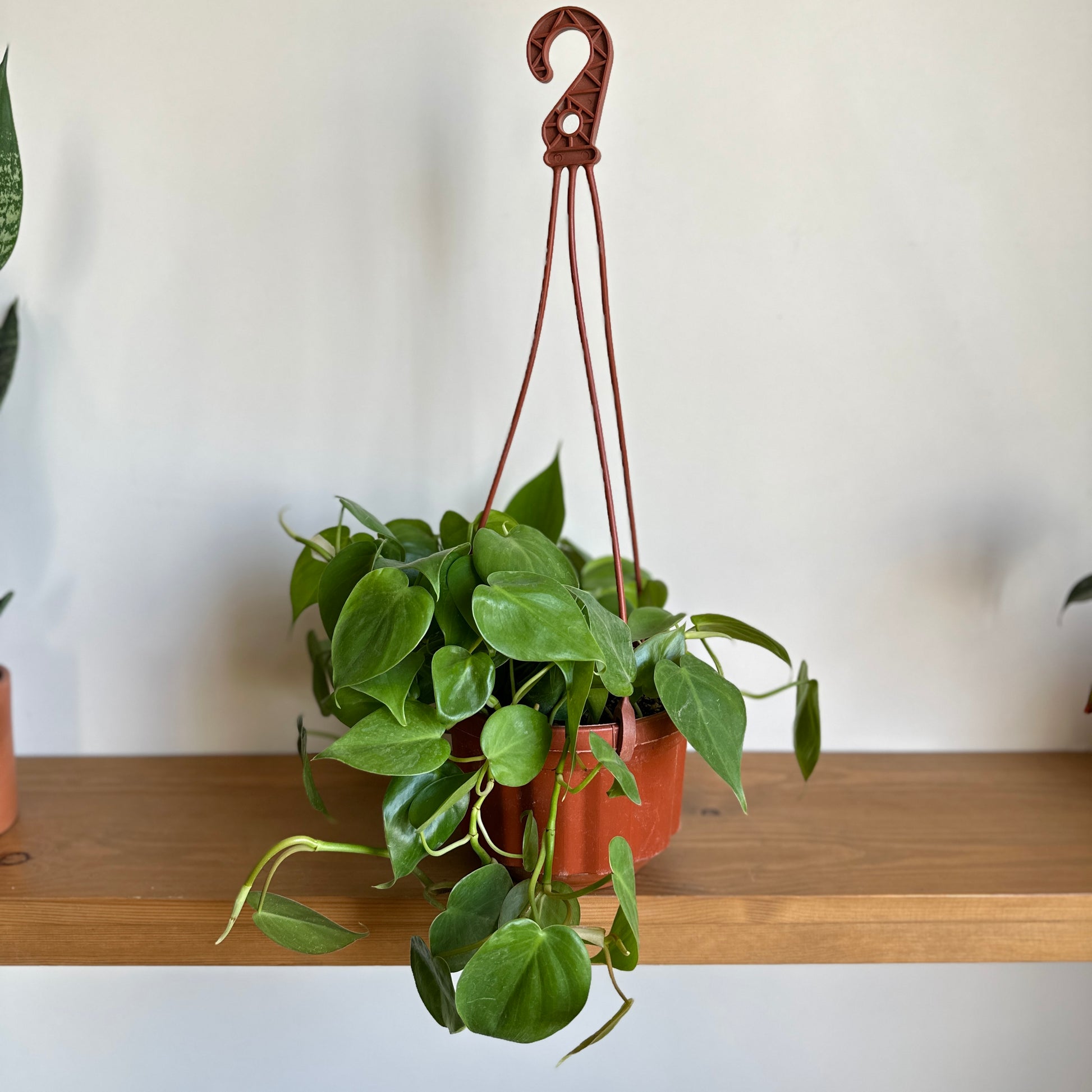 Heartleaf in hanging brown plastic pot-14cm |kaynuna|Egypt