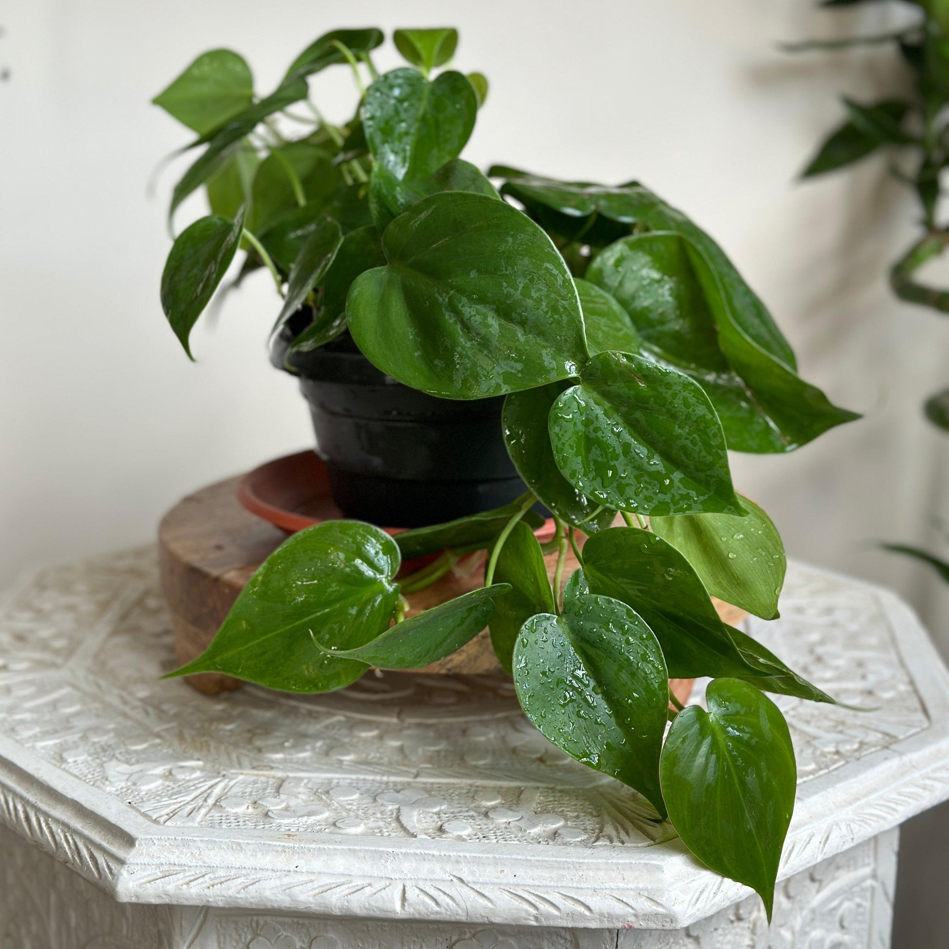 Heart leaf philodendron in black plastic 14 cm planter | Kaynuna.co