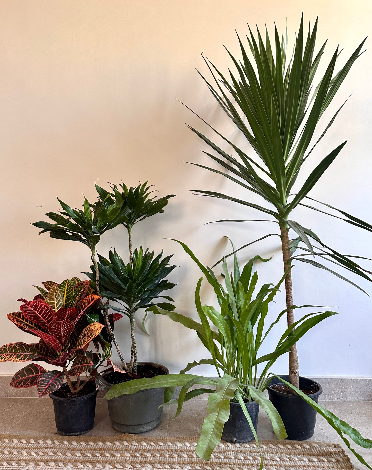 Houseplants