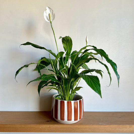 Potted plant with white flowers on a wooden shelf against a plain wall