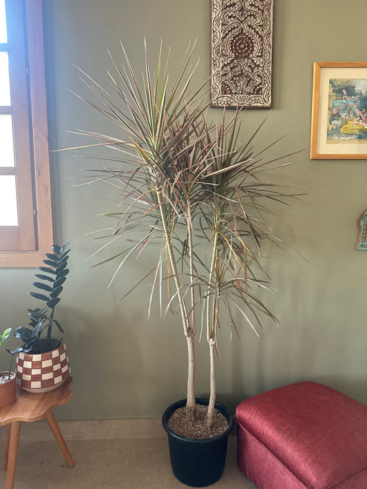 Red Madagascar Dragon Tree