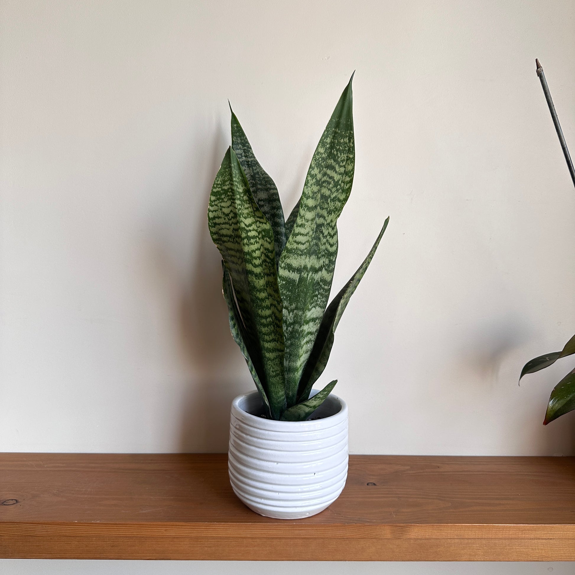 dwarf snake plant Dwarf Snake Plant in Off-White Horizon Ceramic Pot – Kaynuna.co