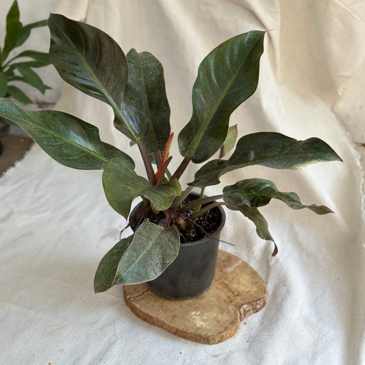 Indoor Blushing Philodendron Plant - Available on Kaynuna.co in Cairo, Egypt