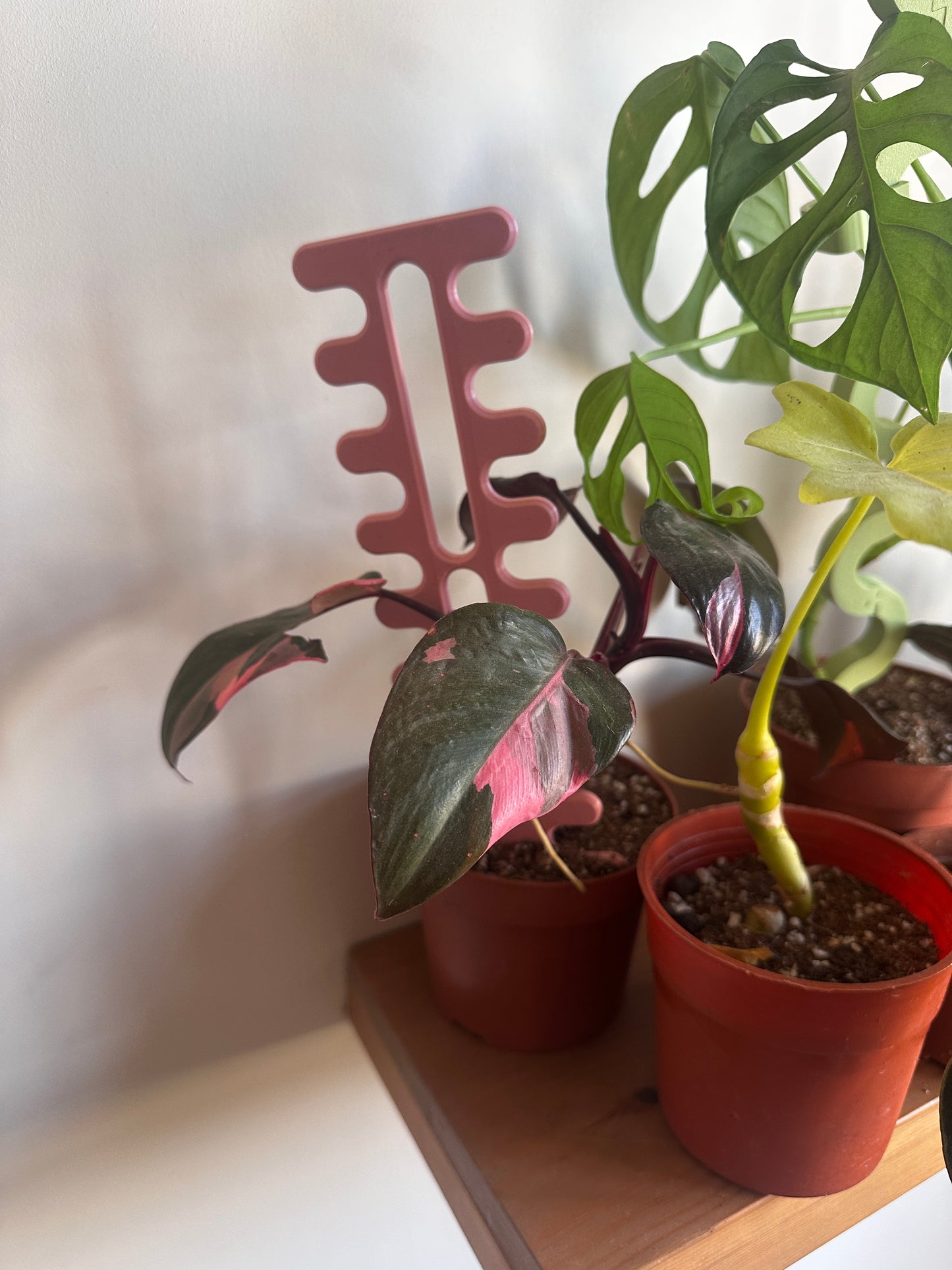 Pink plant care tool with a potted plant on a white surface