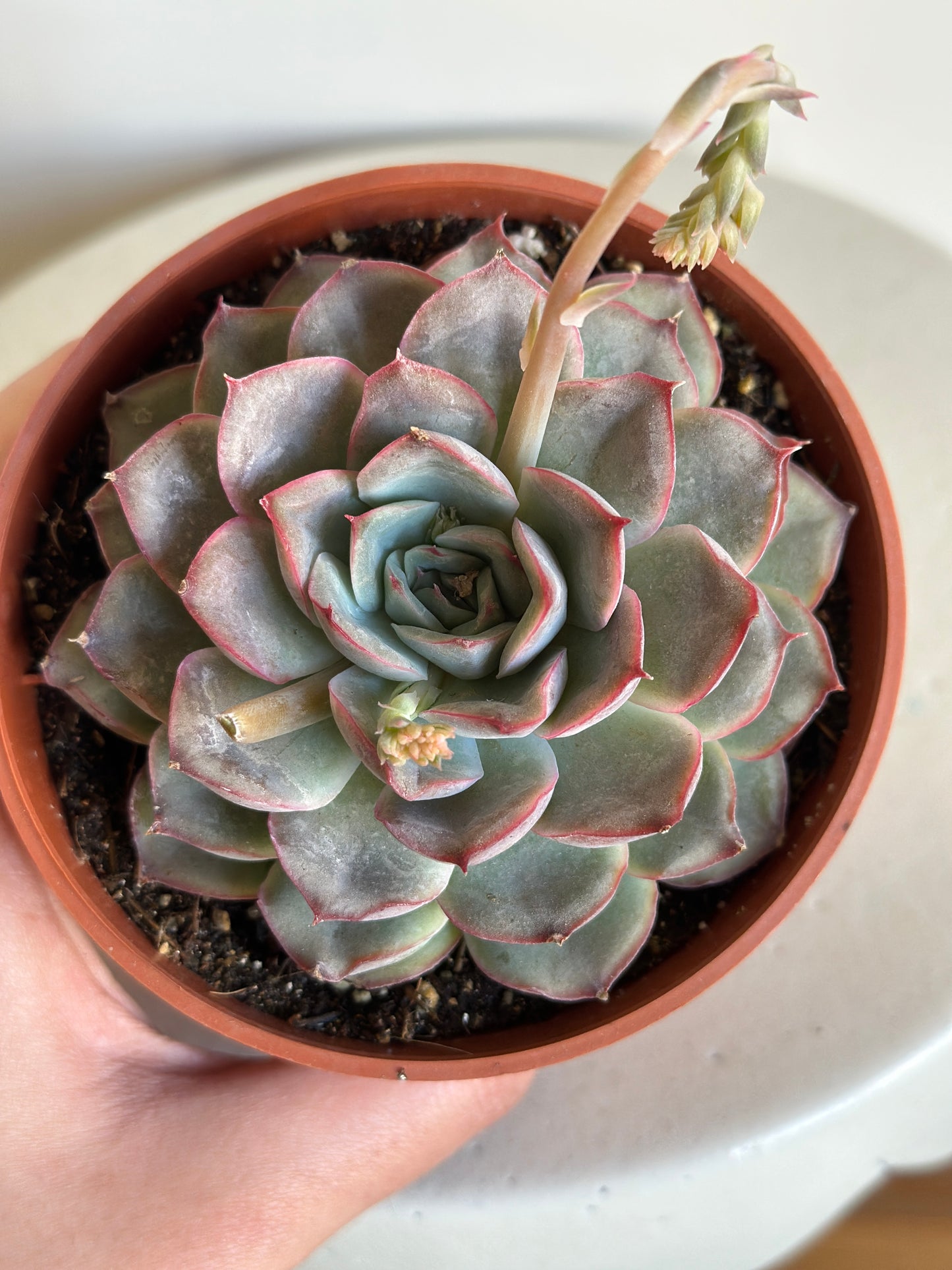 Blush Rosette Succulent