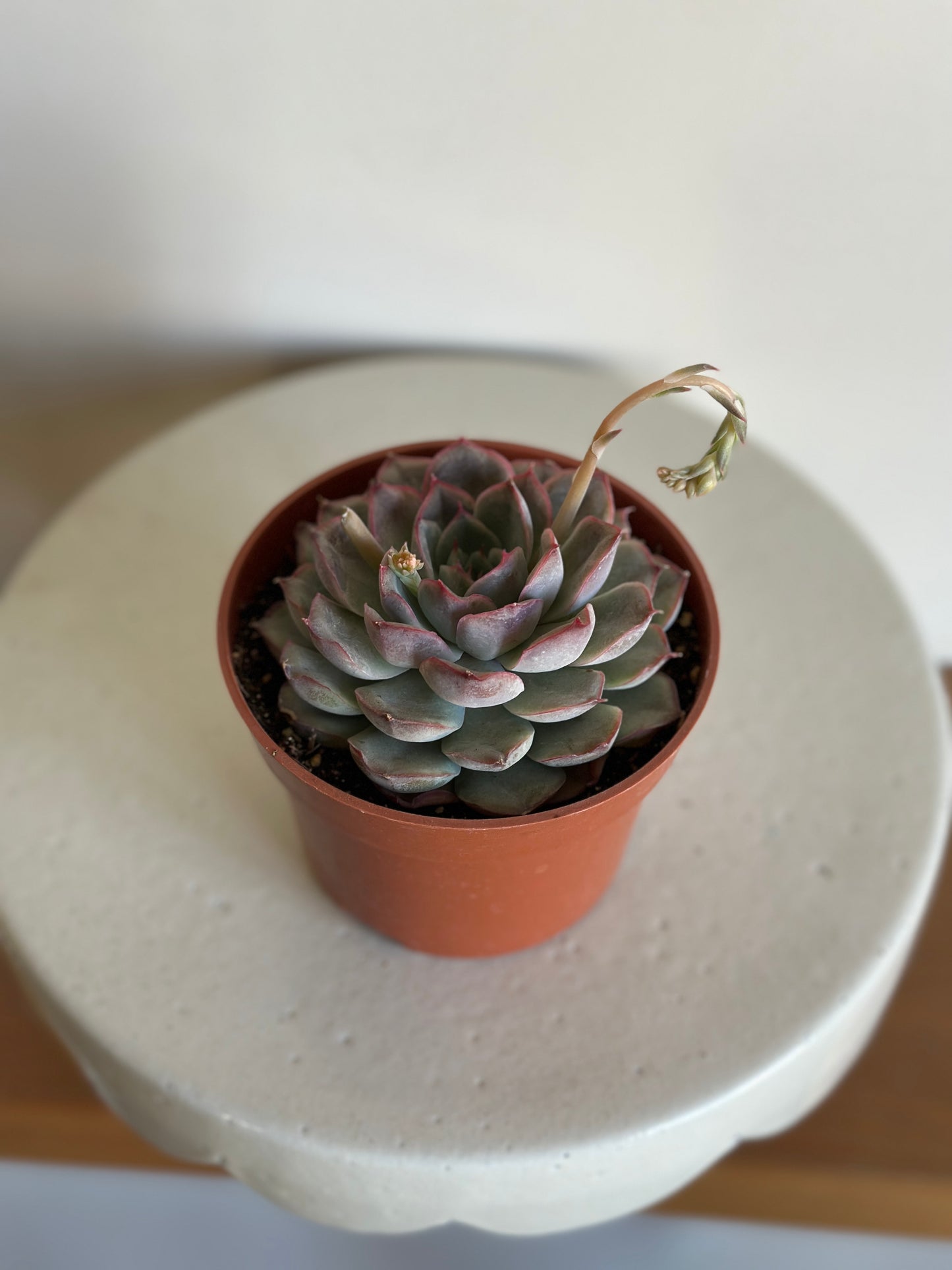 Blush Rosette Succulent