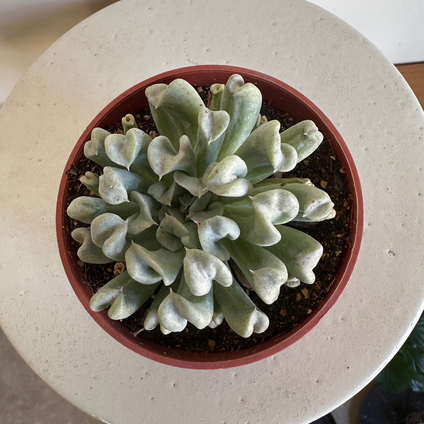 Twisted Rosette Succulent