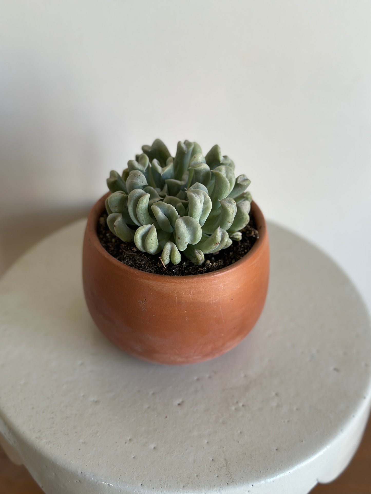 Twisted Rosette Succulent