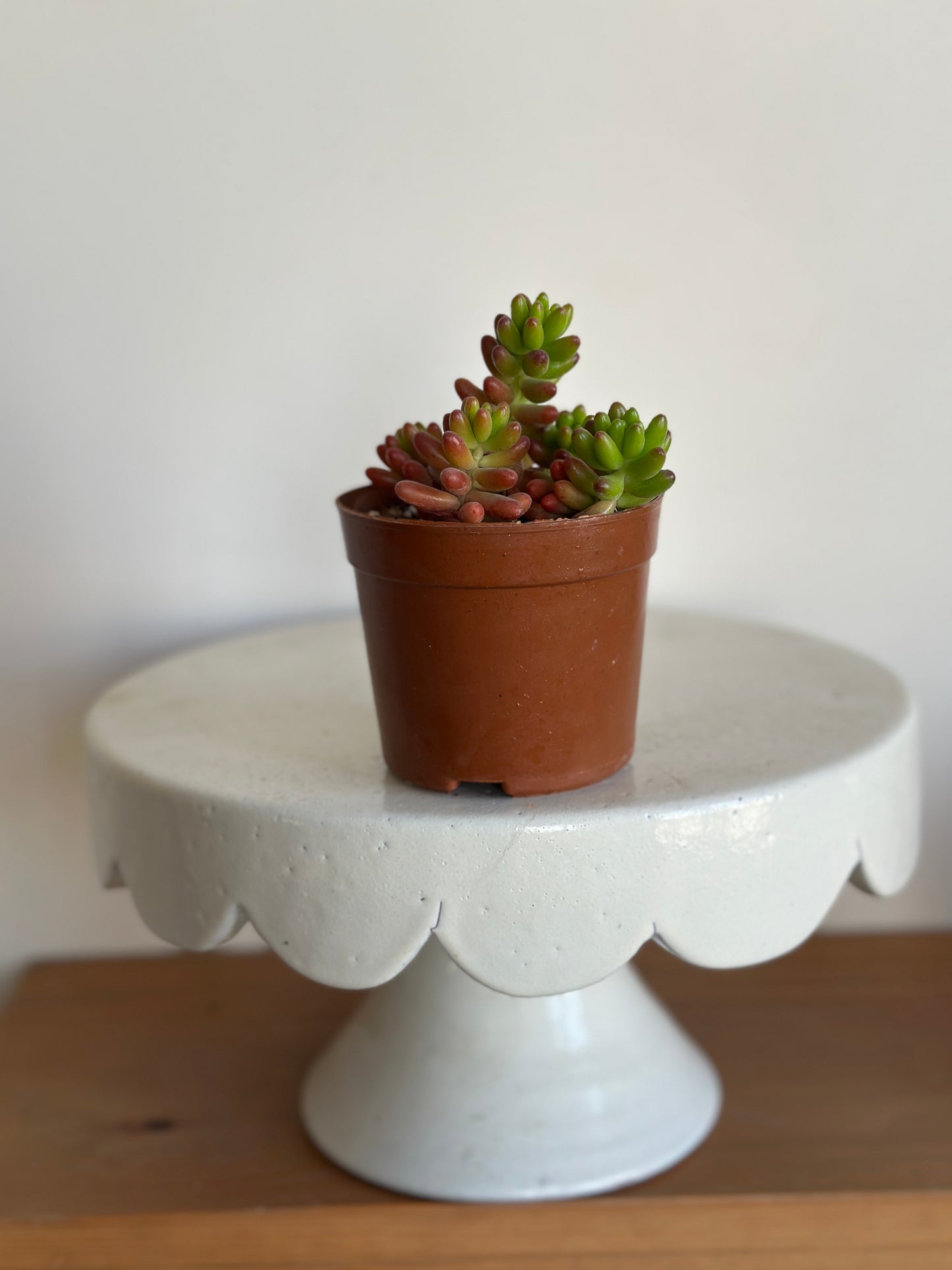 Small potted plant on a decorative white pedestal against a plain background