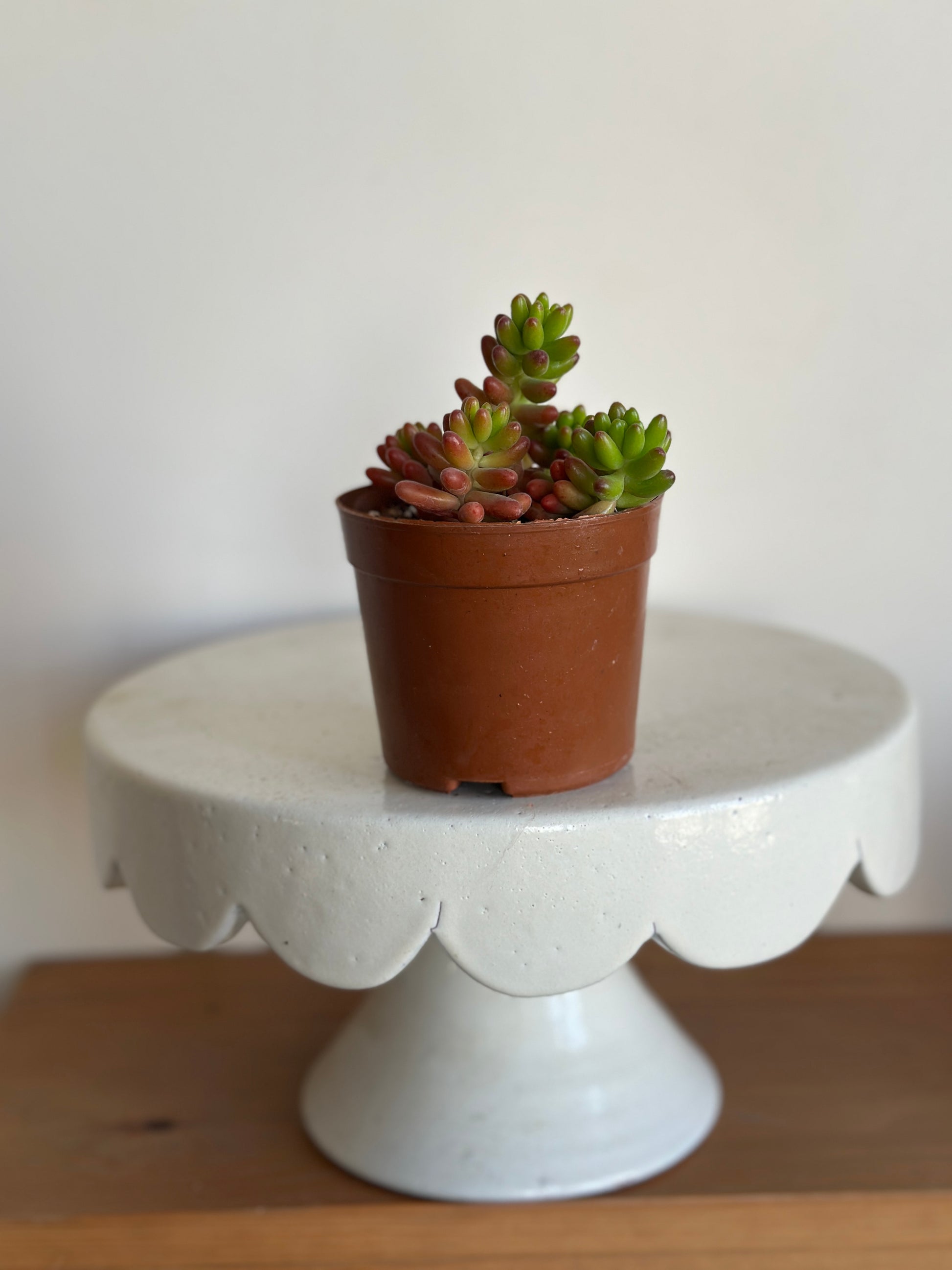 Small potted plant on a decorative white pedestal against a plain background