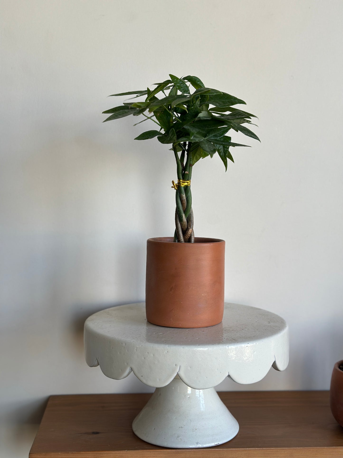 money tree terracotta Money Tree