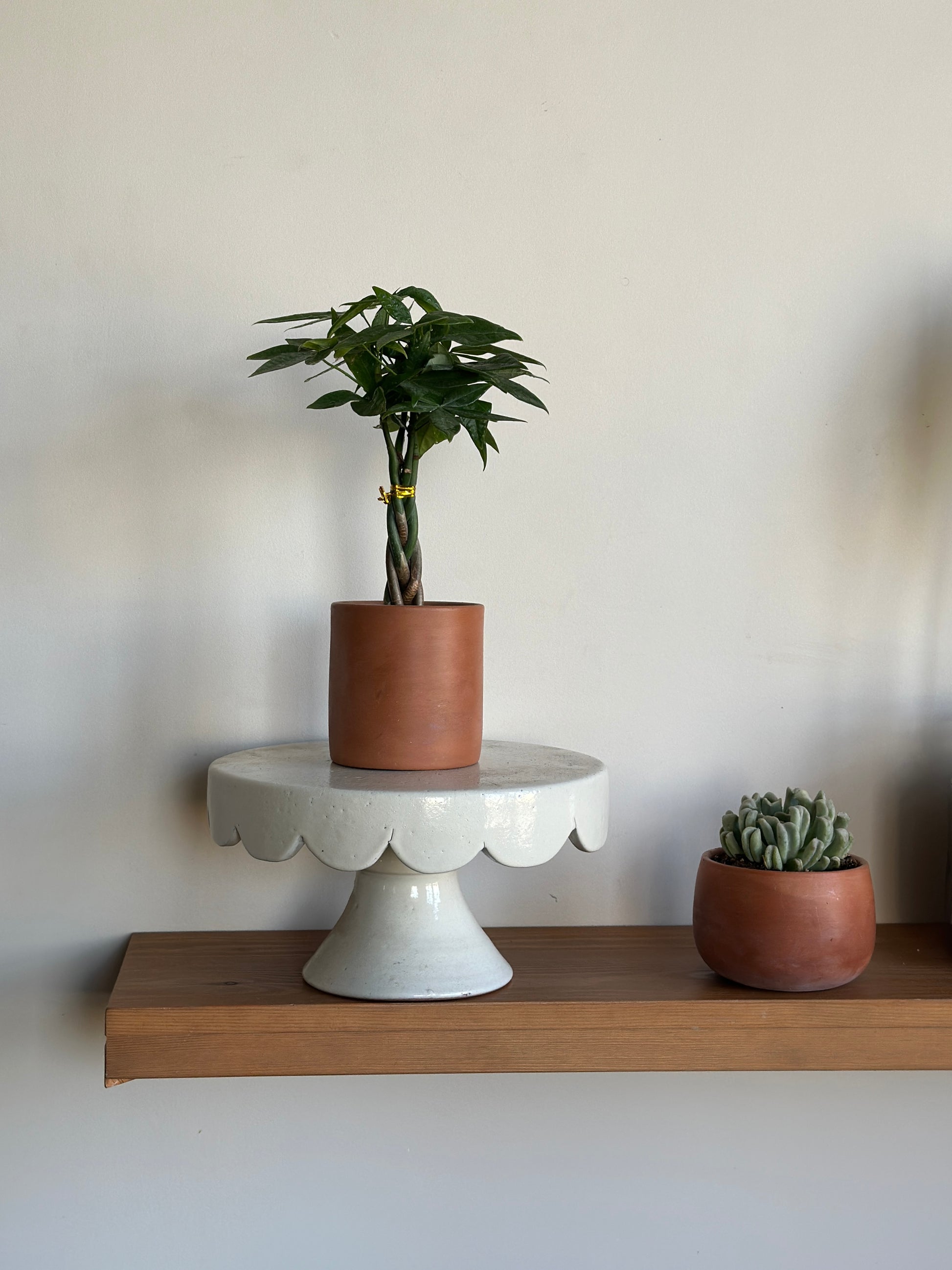 plant stand for money tree Money Tree