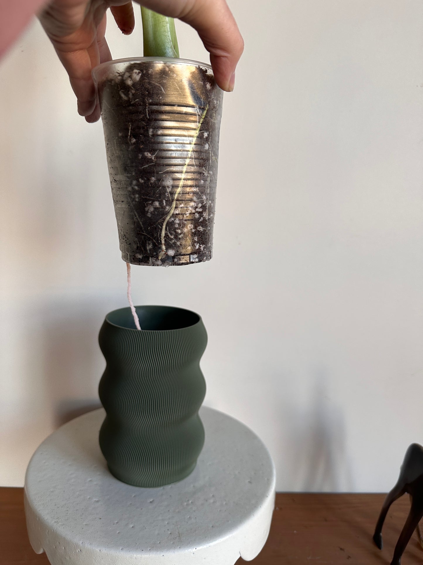 Regal Shields in Self-Watering Pot