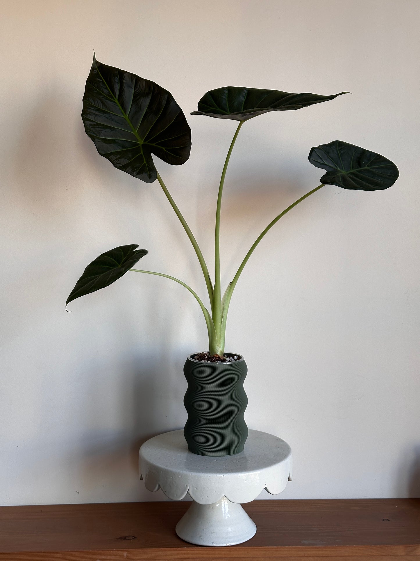 Regal Shields in Self-Watering Pot