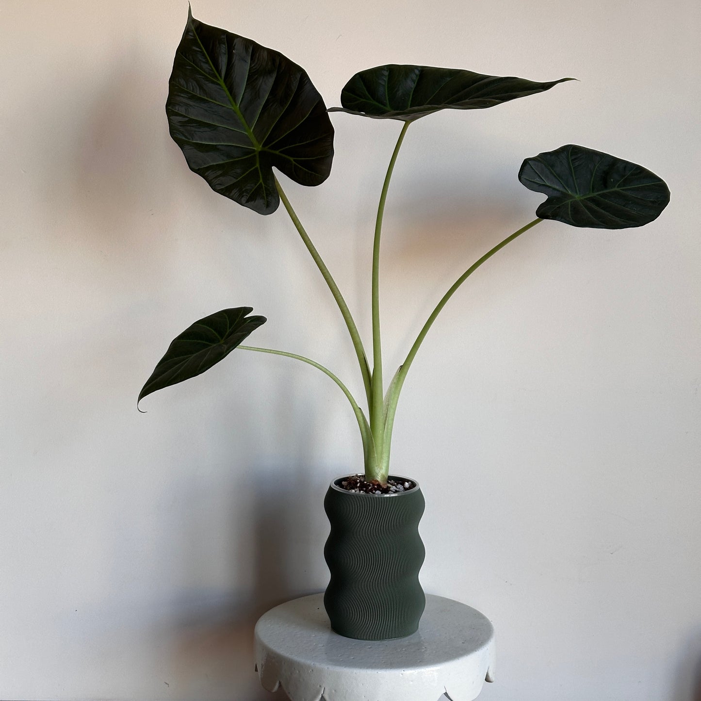 Regal Shields in Self-Watering Pot