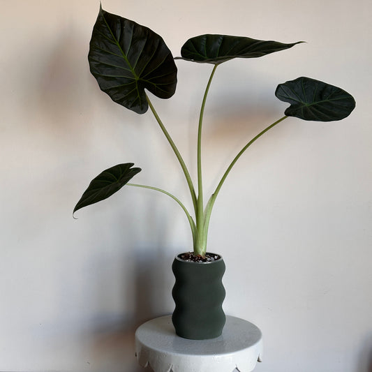 Regal Shields in Self-Watering Pot