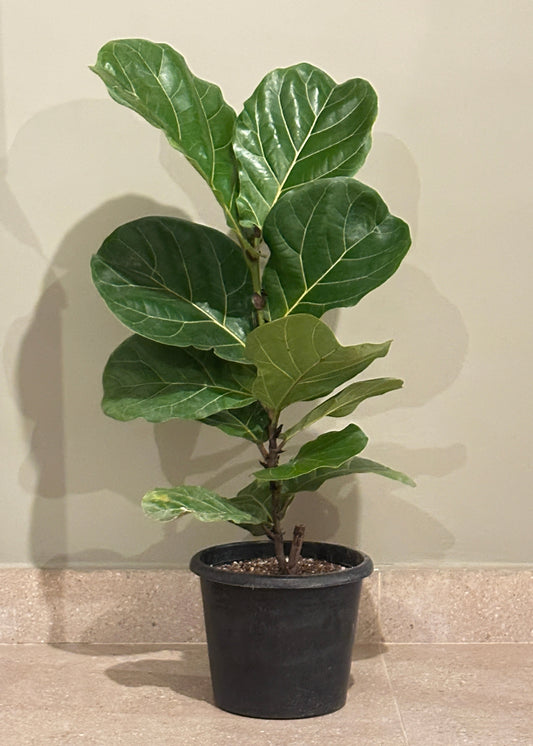 Fiddle Leaf Fig