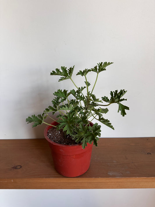 ROSE-SCENTED GERANIUM
