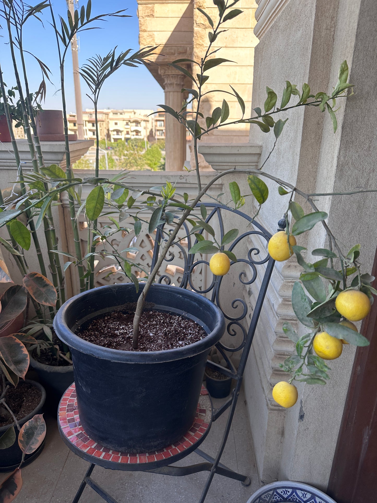 Dwarf Lemon Tree