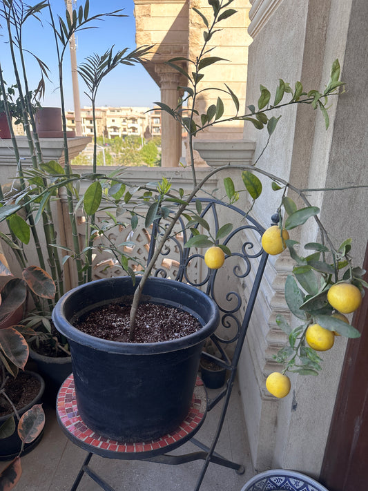 Dwarf Lemon Tree