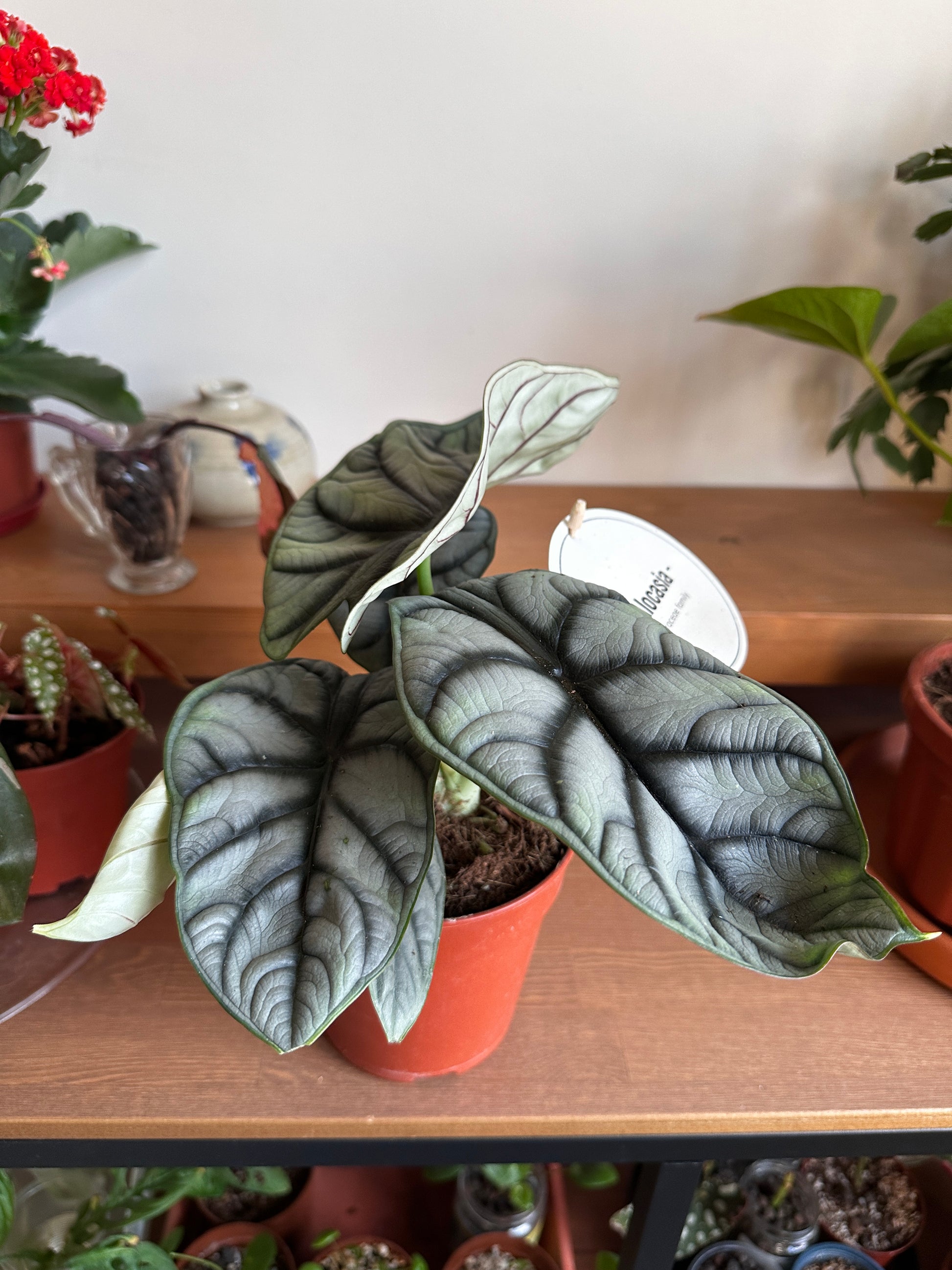 silver dragon house plant Alocasia 'Silver Dragon' – Rare Exotic Houseplant in Egypt – Kaynuna.co
