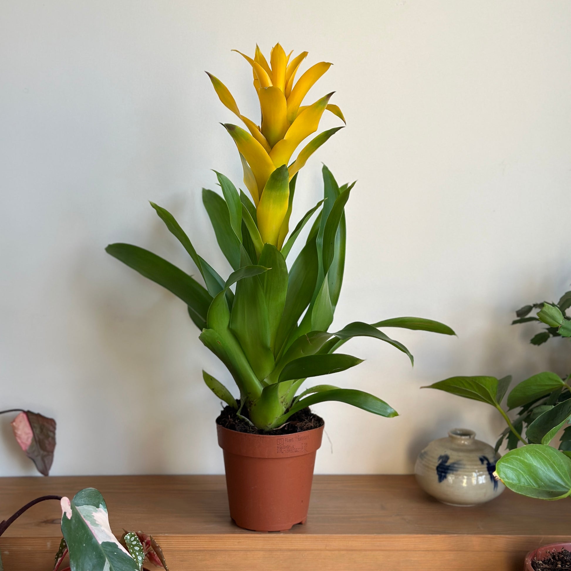 scarlet star plant indoor Scarlet Star – Kaynuna.co