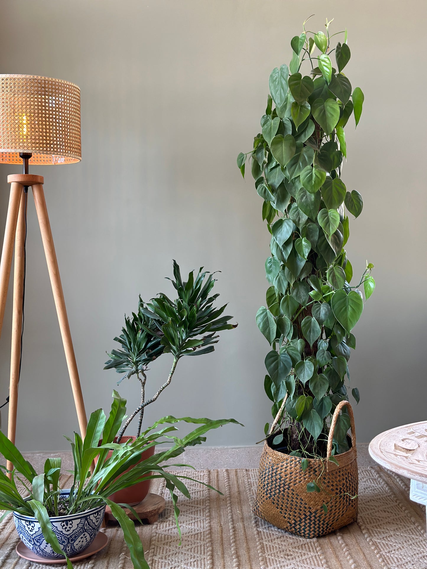 Build Your Collection