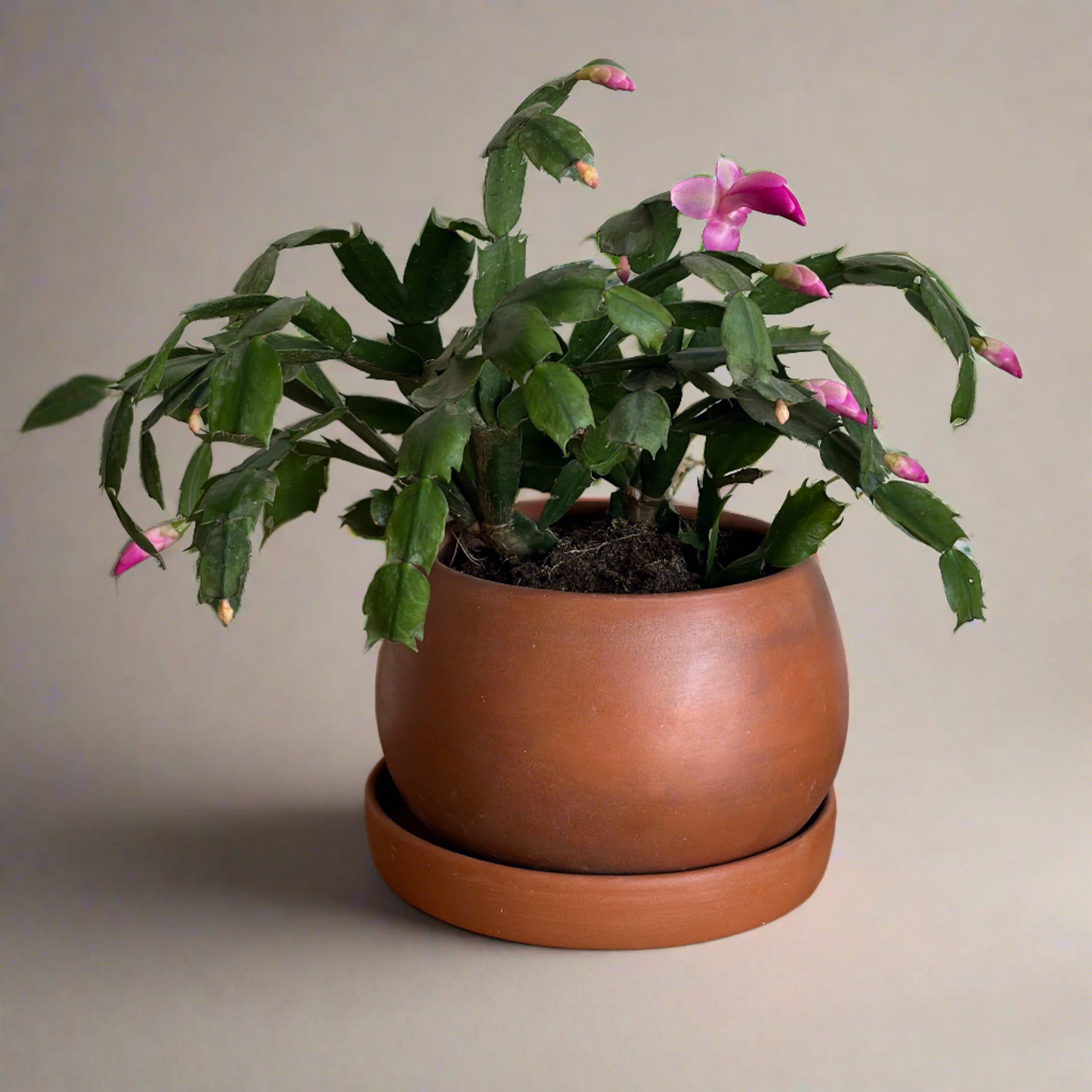 Christmas Cactus in "Shay" Clay Planter