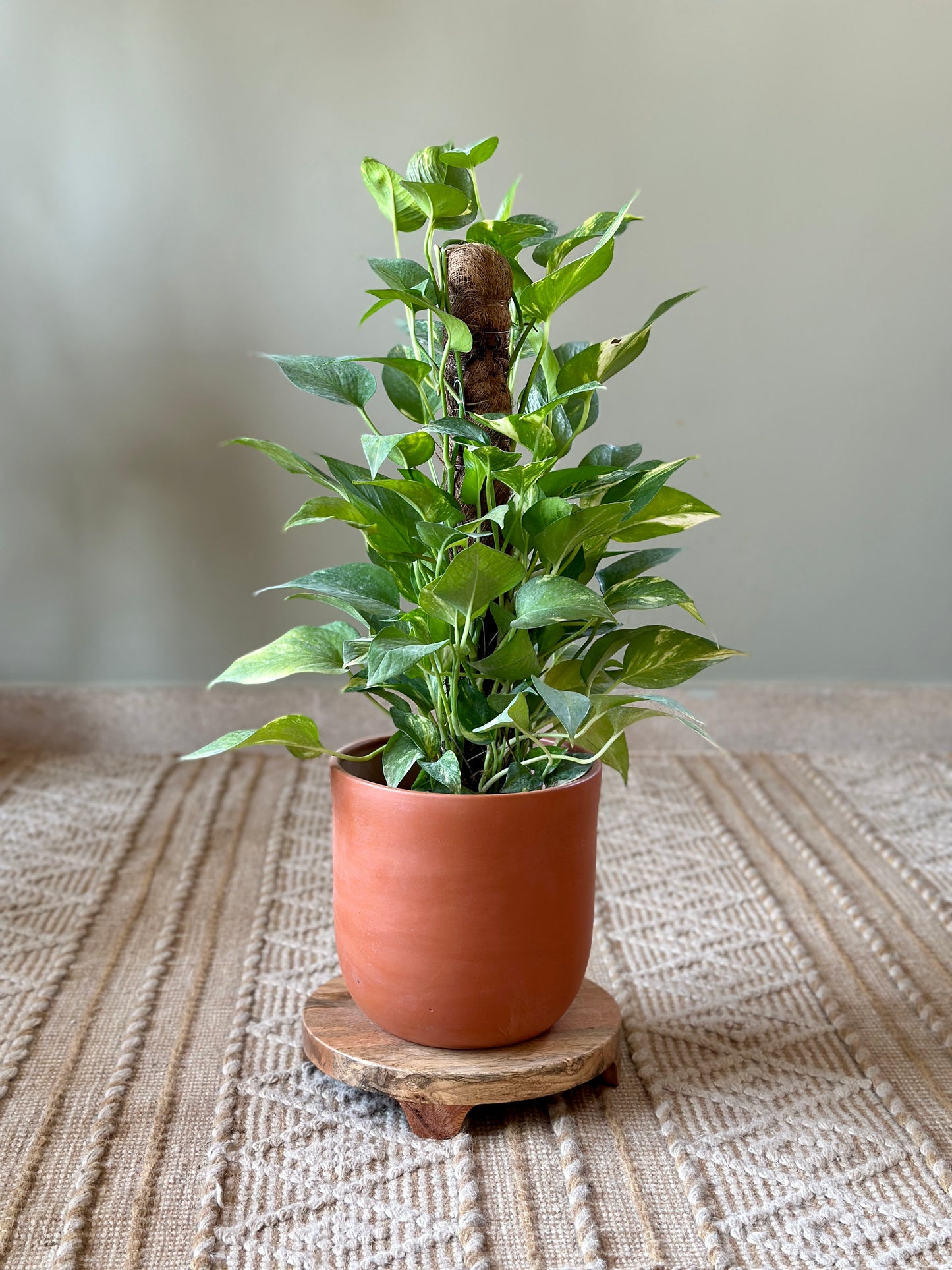 Golden Pothos Stick in Set Clay Pot