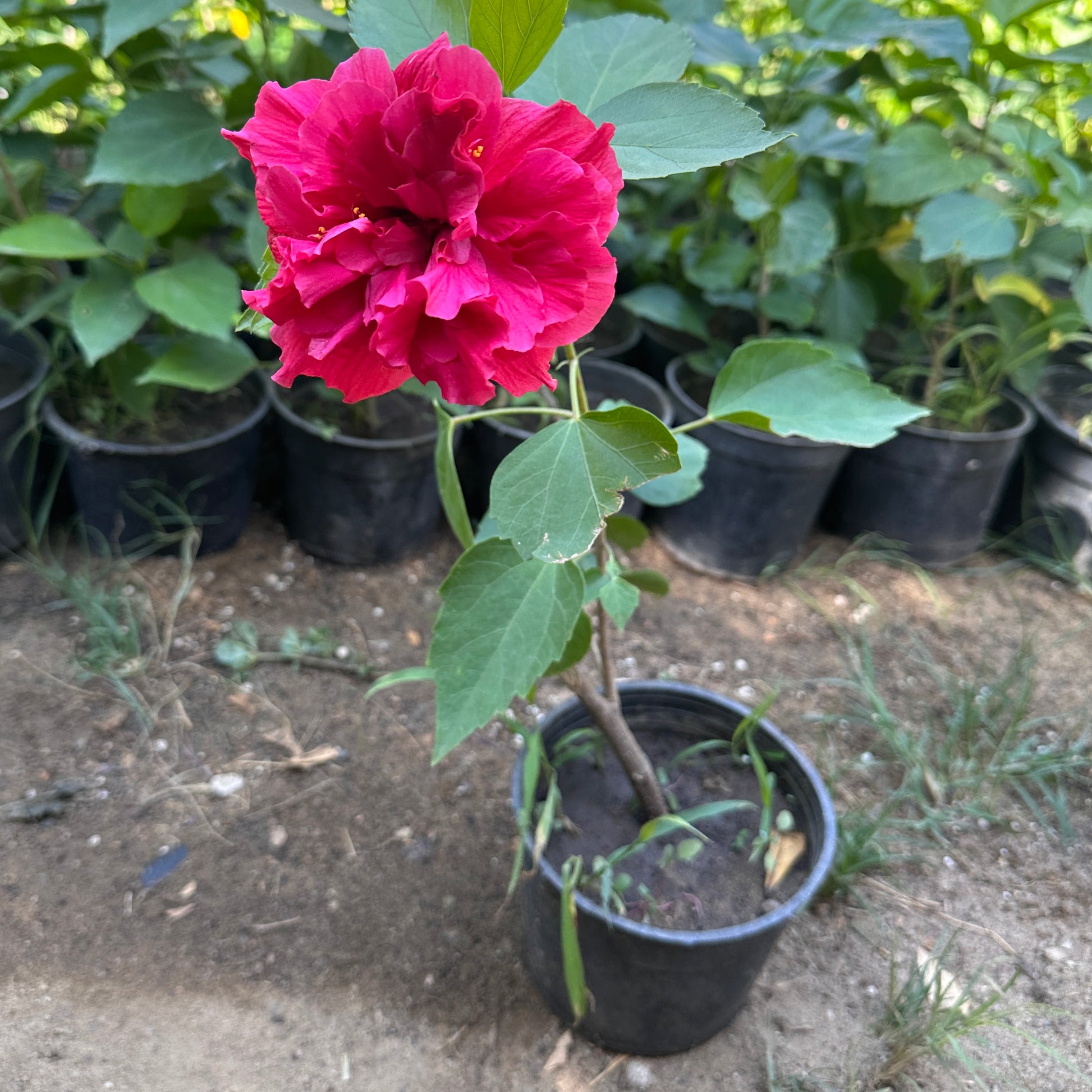 Chinese Hibiscus Flowering Plant (Pink) - Available on Kaynuna.co in Cairo, Egypt
