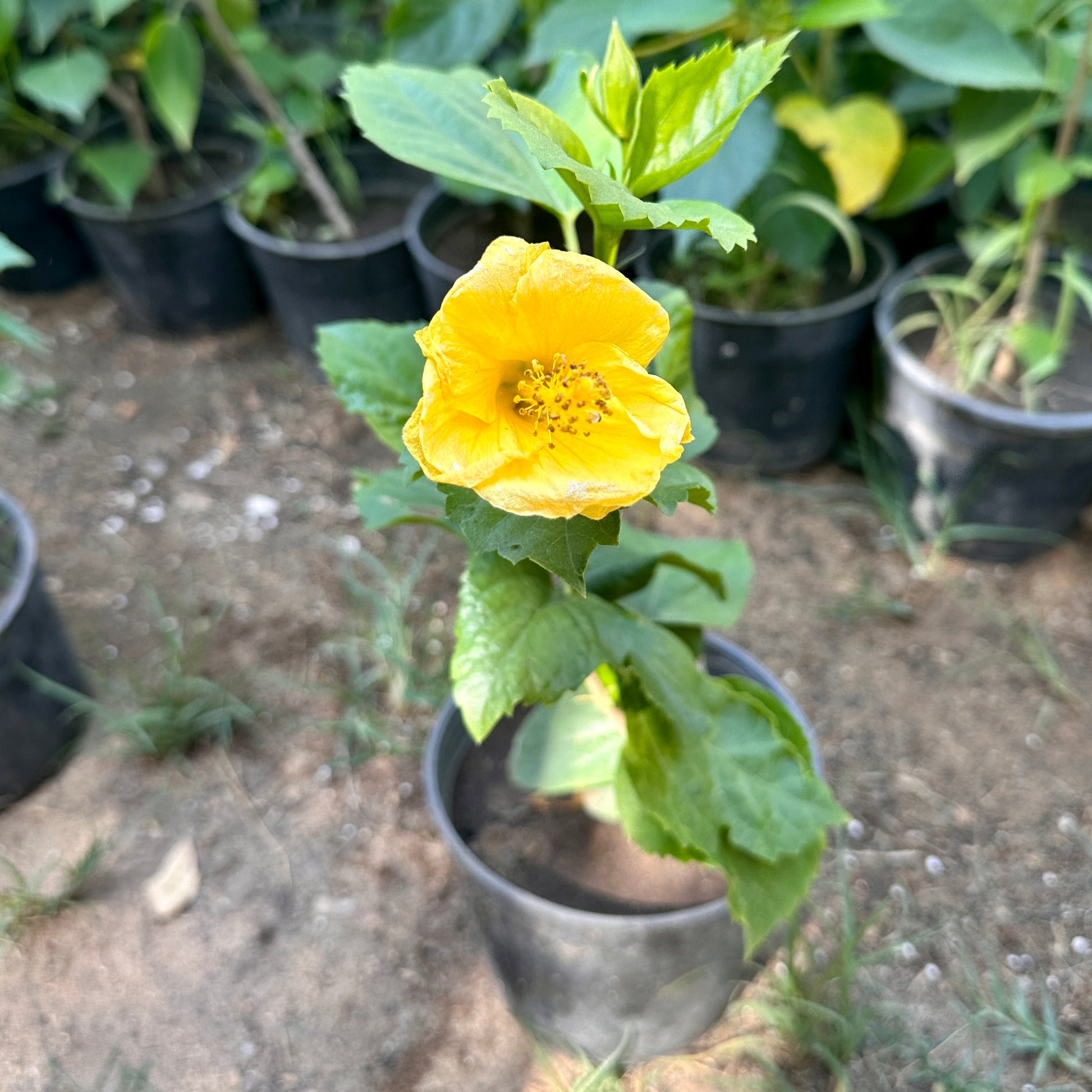 Chinese Hibiscus Flowering Plant  - Available on Kaynuna.co in Cairo, Egypt