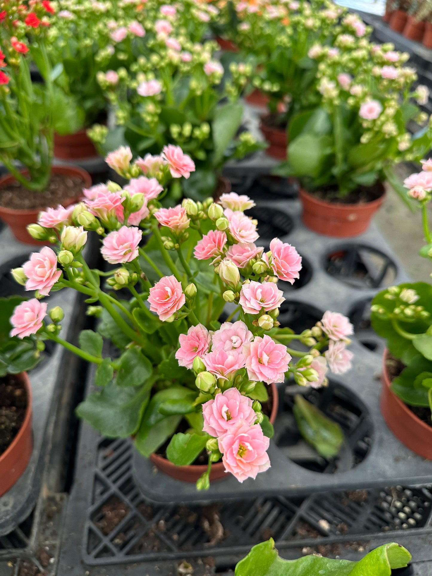 Florist Kalanchoe