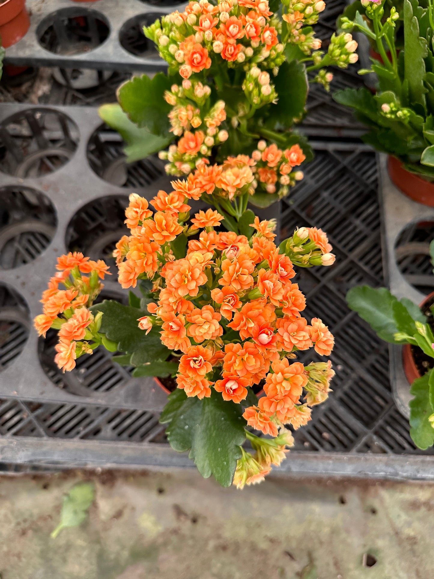 Florist Kalanchoe