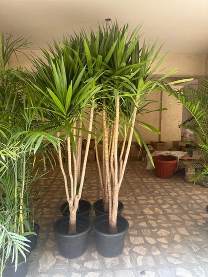 Madagascar Dragon Tree